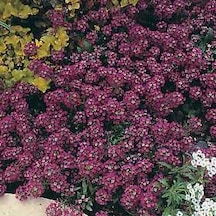 Alyssum Bordo ÇiçekliKokulu Çiçekler500+ Tohum N113796