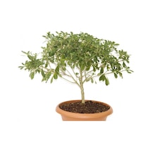 Bonsai Yıldız Çalısı Pitosporum Ev / Ofis Bitkisi - 5 Adet