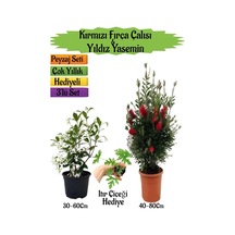 Kırmızı Fırça Çalısı+kokulu Yıldız Yasemin+ıtır Çiçeği Peyzaj Seti