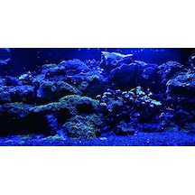 Kanki Pet Akvaryum Arka Fon Yapıştırma 125x63 Cm Kp1256325