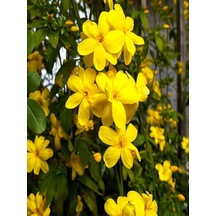 Jasminum Nudiflorum Çalı Yasemin Sarı Yasemin Fidanı 80-120 Cm