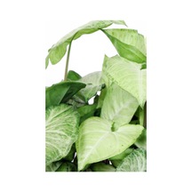 Syngonium Podophyllum 'white Butterfly' - Melek Kanadı Çiçeği Xl - Ev Ofis Salon Iç Mekan Bitkisi