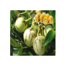 Serada Decor & Plant Pepino Fidanı Tüplü Aşılı Canlı