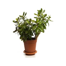 Videolu Bonsai Para Ağacı Yeşim 1 Adet 10-15cm Saksıda Büyük Boy Salon Bitkisi Crassula Ovata