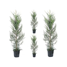 Videolu Bol Yapraklı 5 Adet Leylandi Fidanı Tüplü\saksılı 10-25cm Leyland Sapling