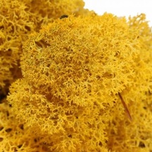 Reindeer Moss Hardal Şoklanmış Norveç Yosunu 30gr