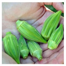 30 Adet Tohum Organik Minik Bamya Tohumu Yeni Hasat Köy Bamyası Tohum Saksı Toprak