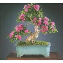15 Adet Nadir Gül Ağaç Ağacı Bonsai Çiçeği Tohumu Saksı Toprak Sü