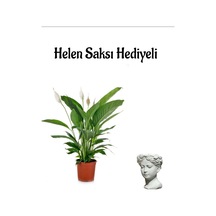 Hediyelik Zarif Beyaz Barış Çiçeği Sevgililer Gününe Özel Helen Saksı Hediyeli