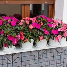 25 Adet Tohum Organik Balkon Çiçeği Cam Güzeli Çiçek Tohumu Hobi Bahçe Çiçekler Saksı Toprak