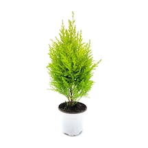 Videolu Limoni Servi Altın Gerçek Çam 1 Adet Saksılı/ Tüplü 30-50 Cm Lemon Cypress