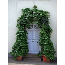 Dekoratif Duvar Sarmaşığı Kaya Sarmaşığı 40-60 Cm Hedera Helix Türü