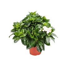 Kokulu Ofis Bitkisi 1 Adet Salon Çiçeği Gardenya Bitkisi Saksılı 30-45cm Gardeia Flower