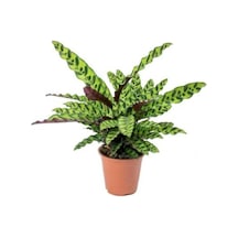 Calathea Lancifolia 'rattlesnake' Dua Çiçeği Kaladya 10-20 Cm
