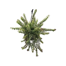 Aeschynanthus Twister Ruj Çiçeği Ø14 Cm H35-40 Cm
