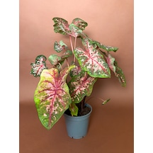 Caladium Caladium Bicolor 63 Cm Yeşil Pembe Yapraklı Form