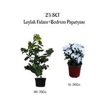 Mis Kokulu Leylak Fidanı+beyaz Bodrum Papatyası 2'li Bahçe Peyzaj Seti