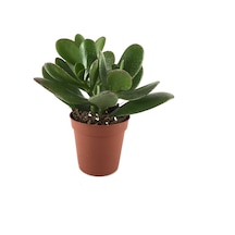 Crassula Arborescens (Sukulent) Ø5,5 CM Y0-10 CM