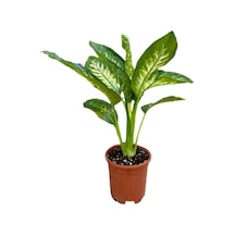 Serada Decor Plant Difenbahya Bitkisi - Dieffenbachia Tropical Snow 30 - 50 Cm
