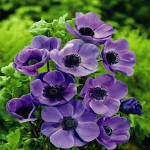 Mor Renkli Mr Fokker Anemon Çiçeği Soğanı 5 Adet