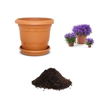 Mor Kadeh Çiçeği Tohumu Ekim Seti