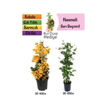 Sarı Begonvil+kokulu Hanıme Çiçeği+buz Çiçeği 3'lü Peyzaj Seti