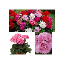 Serada Decor Plant Açık Pembe Sardunya Çiçeği Saksılı