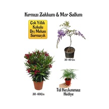 Kırmızı Zakkum Fidanı+mor Salkım Ağacı Fidanı Tül Kuşkonmaz Hediyeli Bahçe Peyzaj Seti