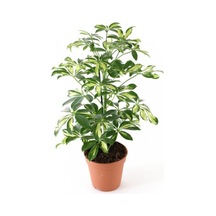 Videolu Alacalı Şeflera Çiçeği Fidanı 1 Adet Saksılı/tüplü 40-60cm Iç Mekan Bitkisi Schefflera