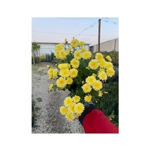 Buğday Sarısı Kasımpatı Krizantem Chrysanthemum Çiçeği 10-20 Cm