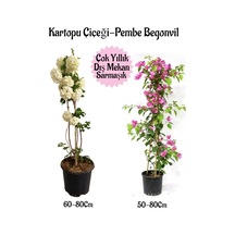 Çok Avantajlı Kartopu Çiçeği 1 Adet Pembe Begonvil 1 Adet Hediyeli Saksılı Bahçe Seti