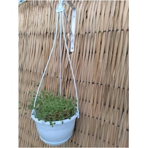 Tr Safir Makrome Saksı 1 7 Lt 2 Adet Beyaz Renkli Askılı Plastik Çiçek Saksısı 6998 Genel
