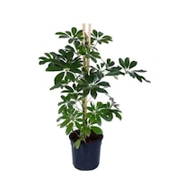 Bitkidunyam Şeflera Schefflera Arboricola Nora Yeşil İç Mekan 60-80 Cm Çok Renkli