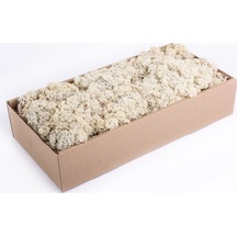 BEYAZ Şoklanmış  Reindermoss Teraryum Yosunu 50 Gr
