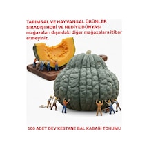 Dev Kestane Bal Kabağı Tohumu 100 Adet