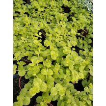 Çiçek Açan Sarı Kız Altın Kolye Çiçeği 1 Adet 20-40cm Lysimachia Nummularia