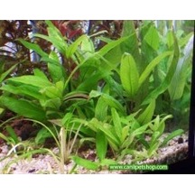 Hygrophila Corymbosa -Limon 10 Kök
