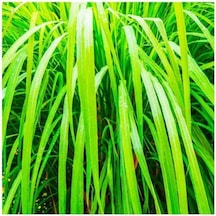 Saponificio Artigianale Fiorentino Sabun 200 Gr 1 - Vetiver