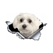 Sevimli Maltese Cinsi Köpek Araba Sticker Yapıştırması Model3