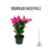Hediyelik Pembe Yılbaşı Çiçeği Sevgililer Gününe Özel Helen Saksı Hediyeli