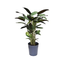 Calathea Majestica 'Exotica' (Dua Çiçeği) Ø17 CM Y70-80 CM