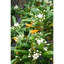 Yıldız Çalısı - Pittosporum Tobira