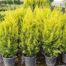 Rüzgarbotanik Limon Çamı Fidanı 40Cm- 60Cm