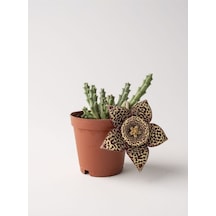 Leş Kaktüs Stapelia Variegata 5.5 Cm Saksıda