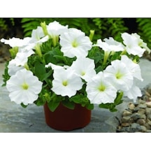 Serada Decor Plant Petunya Beyaz Renk Makrome Sarkaç Saksılı