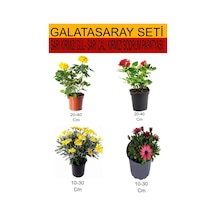 4'lü Takım Seti Sarı Kırmızı Gül+ Sarı Çalı Papatyası+kırmızı Bodrum Papatyası Diğer