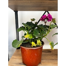 Sardunya - Pelargonium Morsardunya