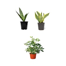 Videolu 3'lü Set Paşa Kılıcı/sarılı Paşa Kılıcı/alacalı Şeflera 30-60cm Saksılı Iç Mekan Bitkileri