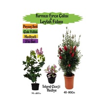 Kırmızı Fırça Çalısı+kokulu Mor Leylak Fidanı+telgraf Hediyeli Peyzaj Seti
