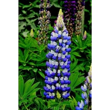 Tohum Dünyam 5 Adet Lupin Blue Flame Giant Tohumu
